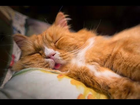 Funny Videos  – Comedy Cat 2020 – Tik Tok Compilation #1
