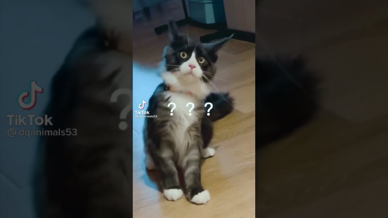 Funny cats | Funny cats videos 2021 |  funniest videos with cats | funny videos tiktok