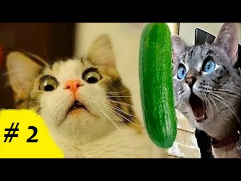 Funny cats vs cucumbers funnu selection #2