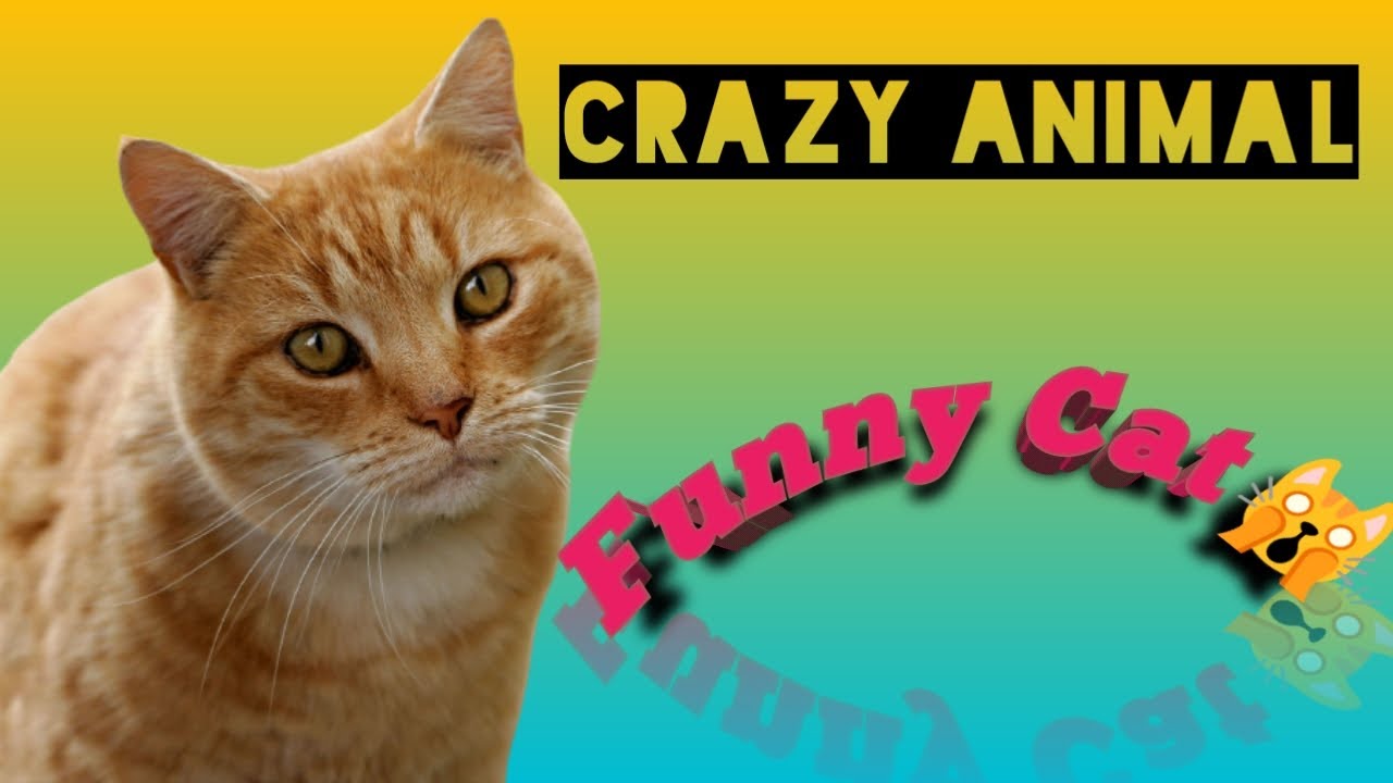 (Funny cats)crazy & cute cat's Crazy Animals