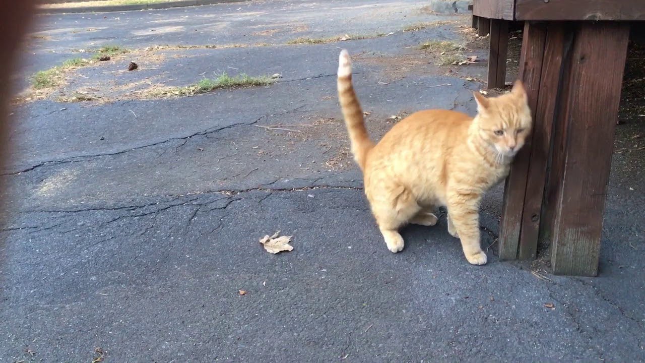 Ginger cat eating and Meow while staring at the camera