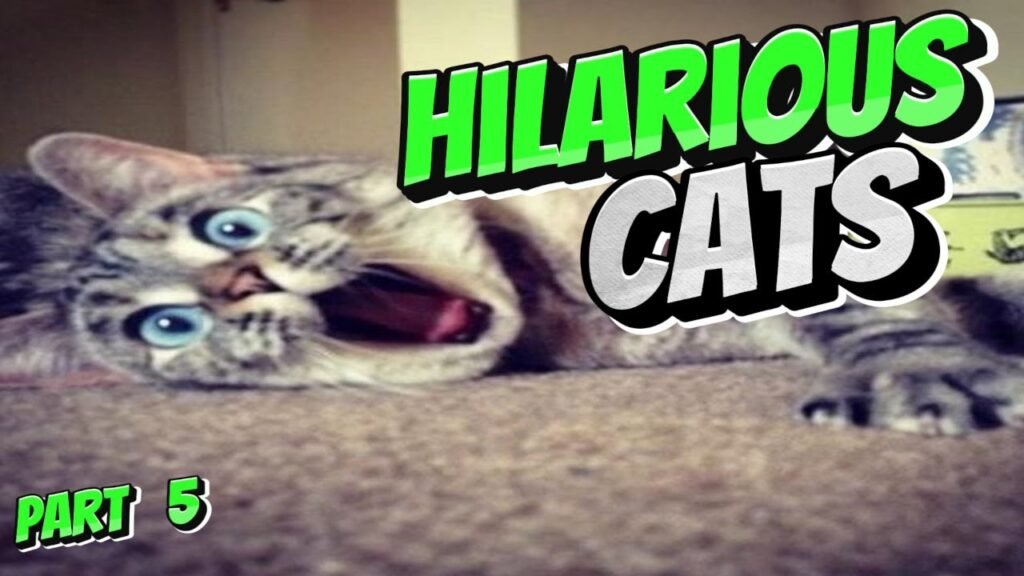 🐾 😻 Hilarious Cats Part 5 😽