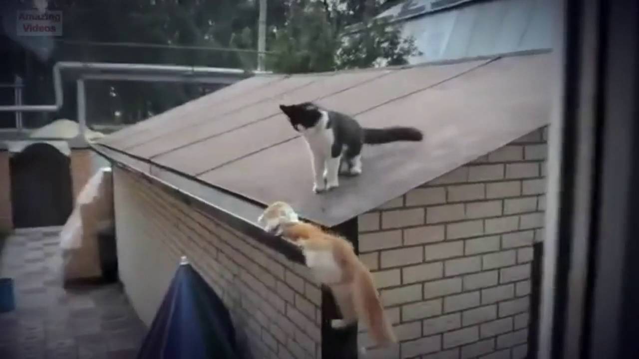 If funny cat fail compilation Is So Terrible, Why Don't Statistics Show It?