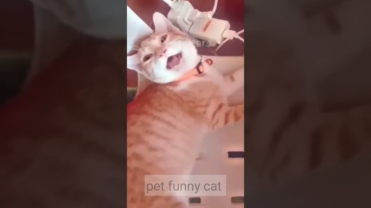 Pawsitively Hilarious A Feline Comedy Extravaganza