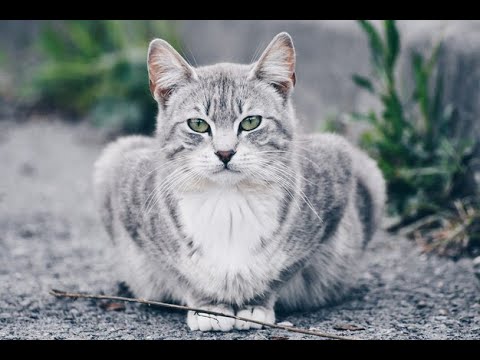 funny animal videos 2024||Funny cat and Dog