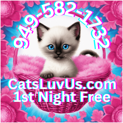 Cat Boarding Hotel Laguna, Mission Viejo, Anaheim, Santa Ana, CA | Cats Luv Us