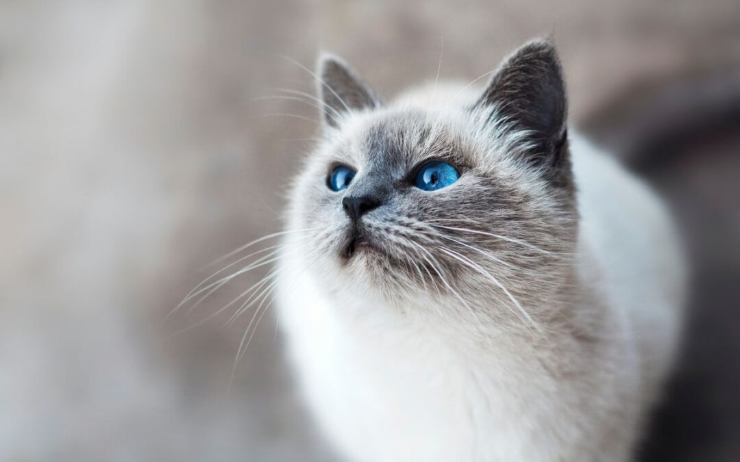 Flea Collar Concerns: Can They Make Your Cat Sick?