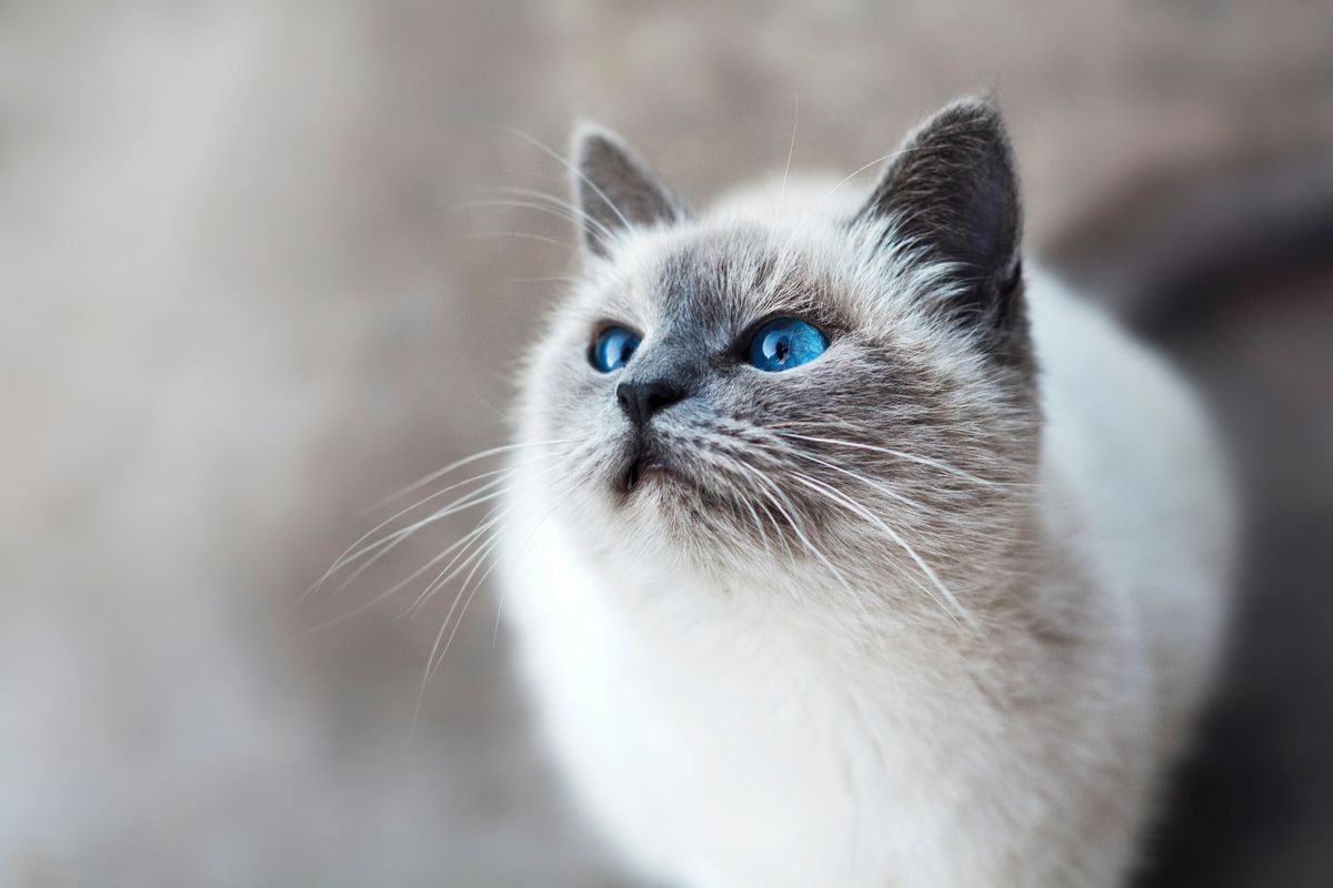 Intestinal Blockage in Cats Symptoms, Treatment, and Prevention Cat