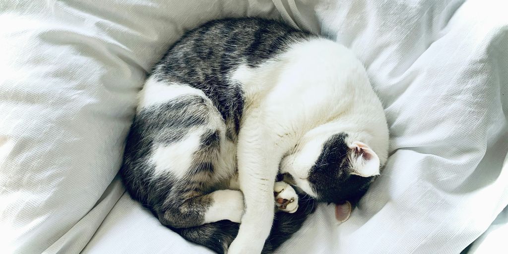 white and black cat lying on white textile