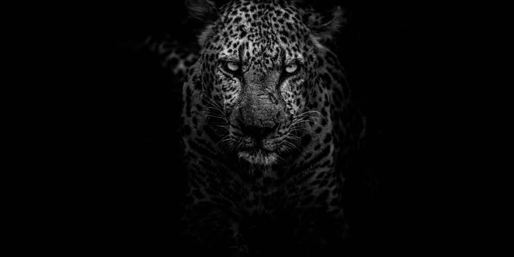 grayscale photo of leopard