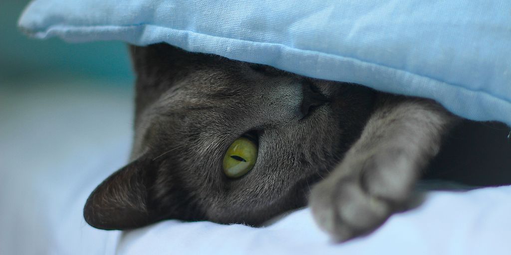 grey cat lying on white textile