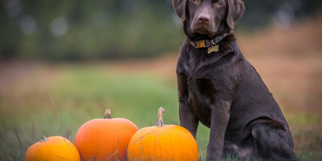 black dog sitting on grass