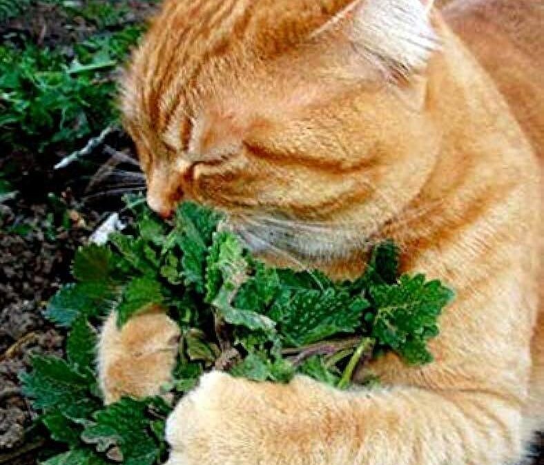 The Ultimate Guide to Catnip: Benefits, Risks, and How to Use It Safely