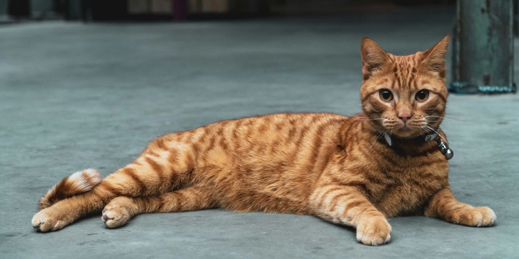 orange tabby cat lying on blue floor