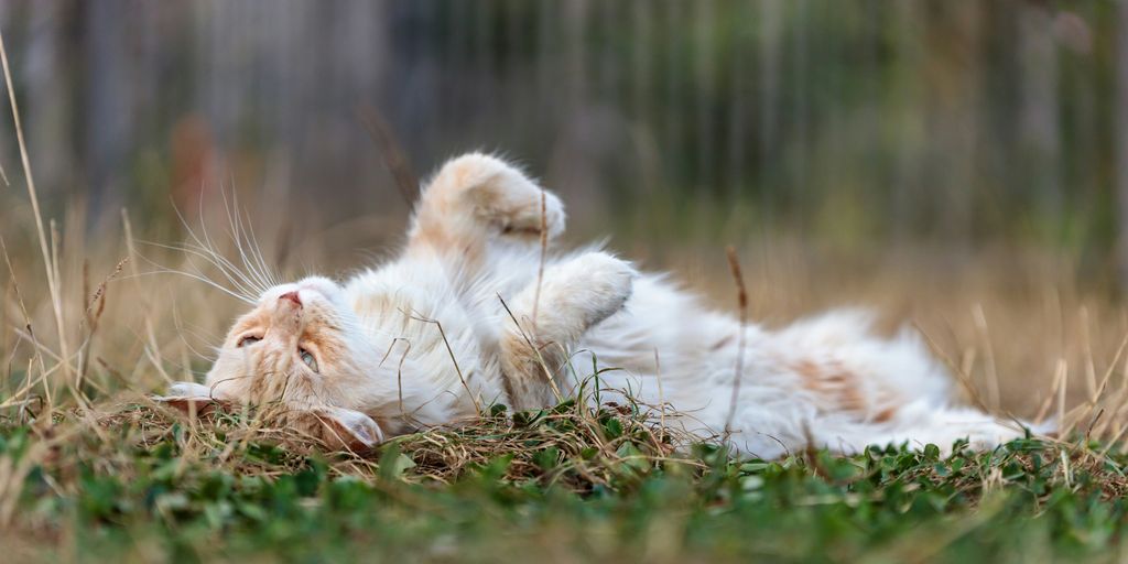 an orange and white cat rolling around in the grass