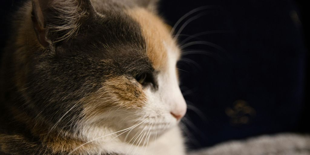 a close up of a cat laying on a bed