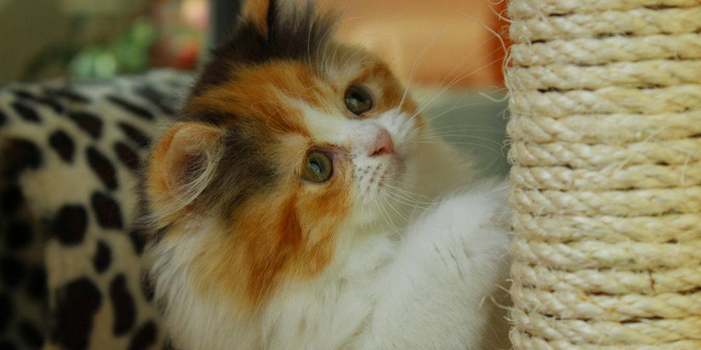 white orange and black cat on brown wicker basket