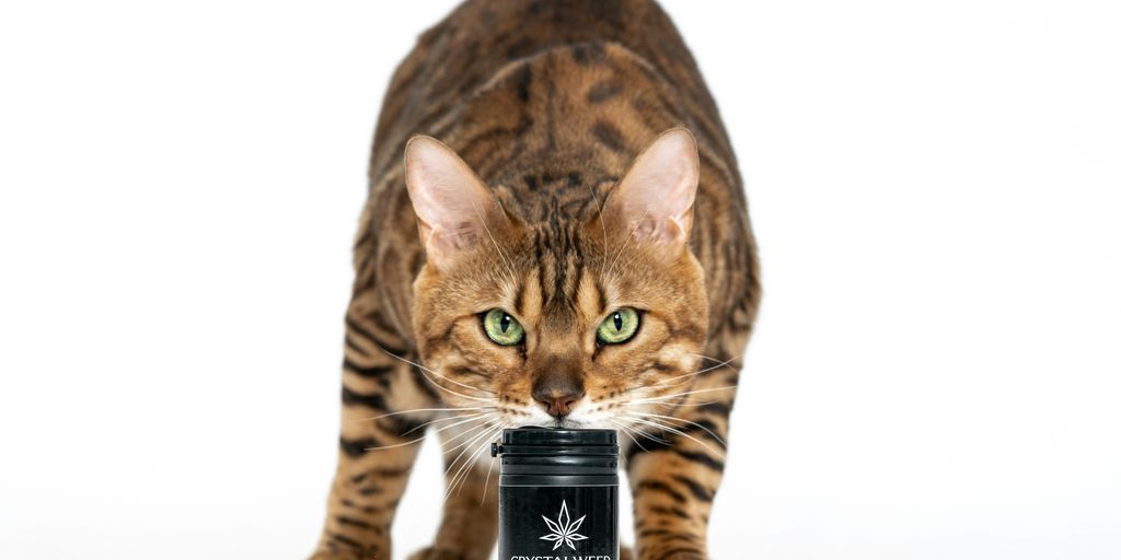 brown tabby cat beside black bottle