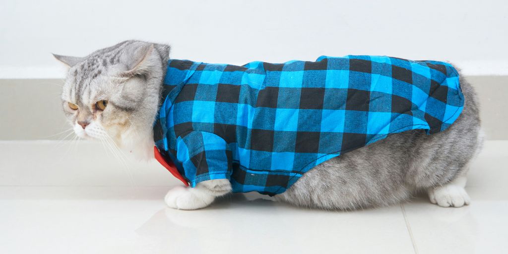 a cat wearing a blue and black checkered shirt