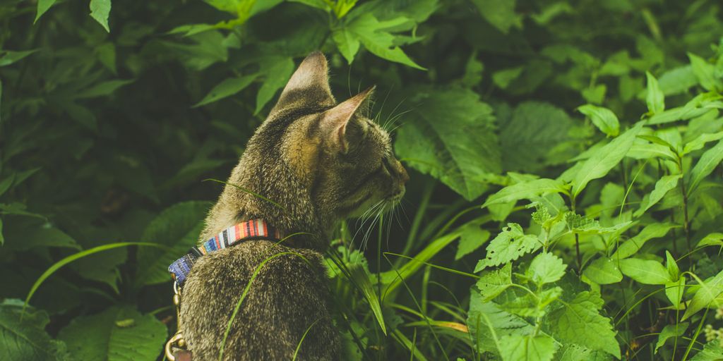 a cat is sitting in the tall grass