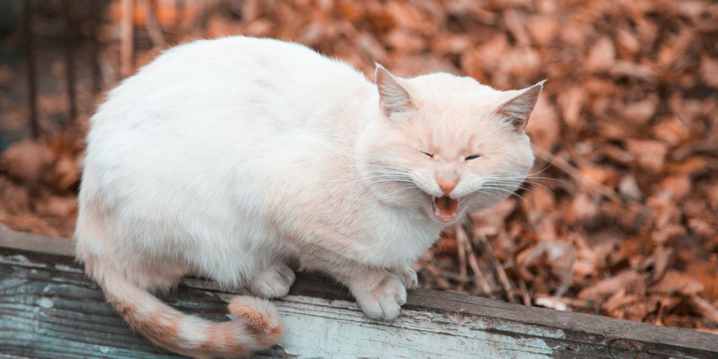 white cat on fence