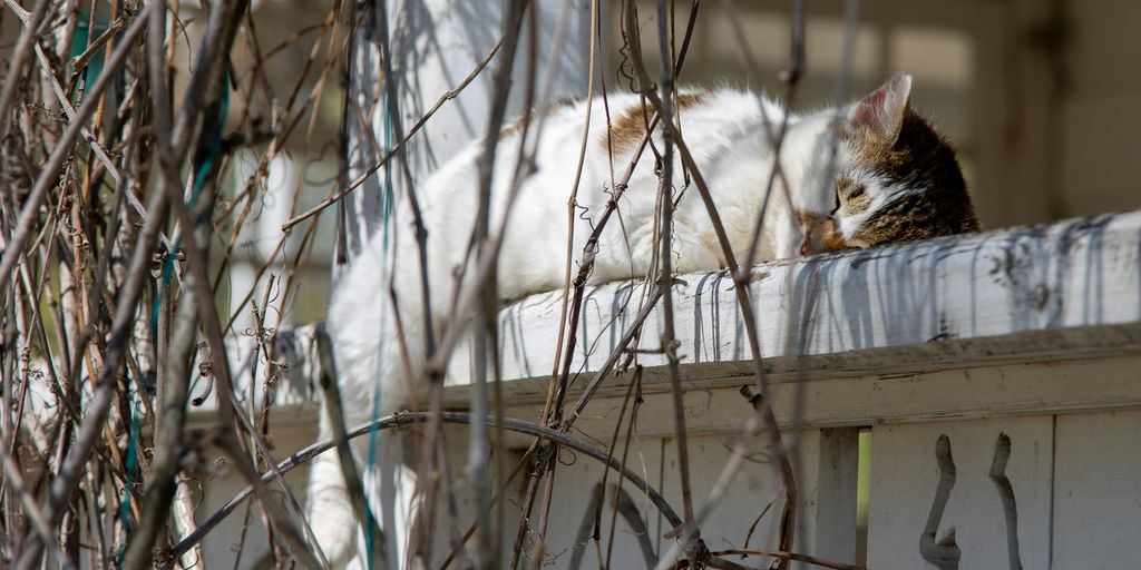 white and brown cat on white wooden fence