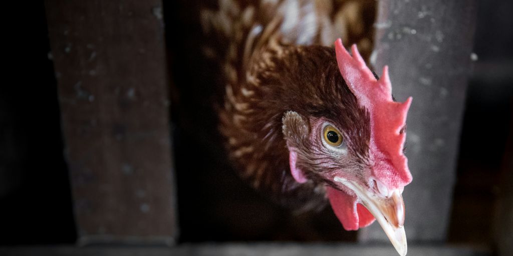 brown chicken