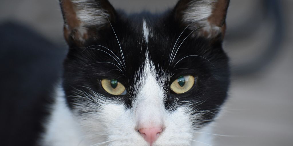 a black and white cat with yellow eyes