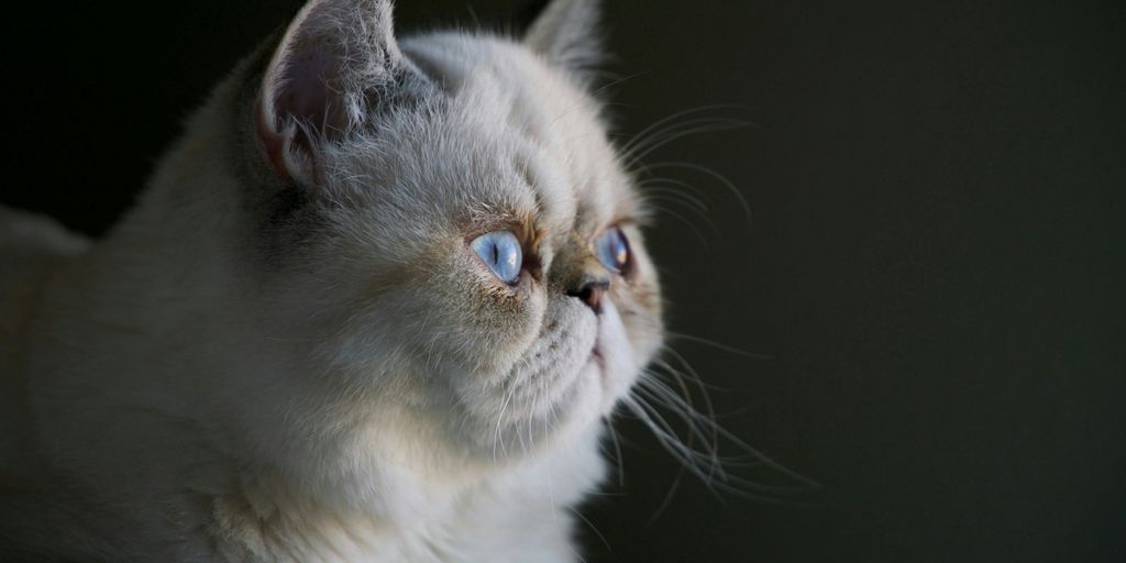 white Persian cat