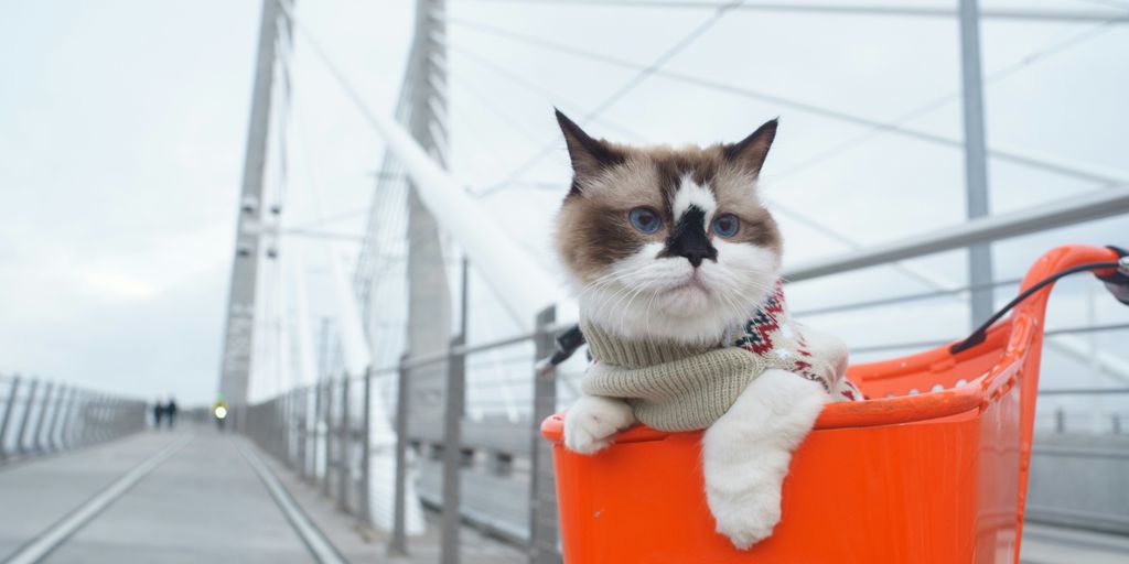 focused photo of a short-hair white cat on orange box