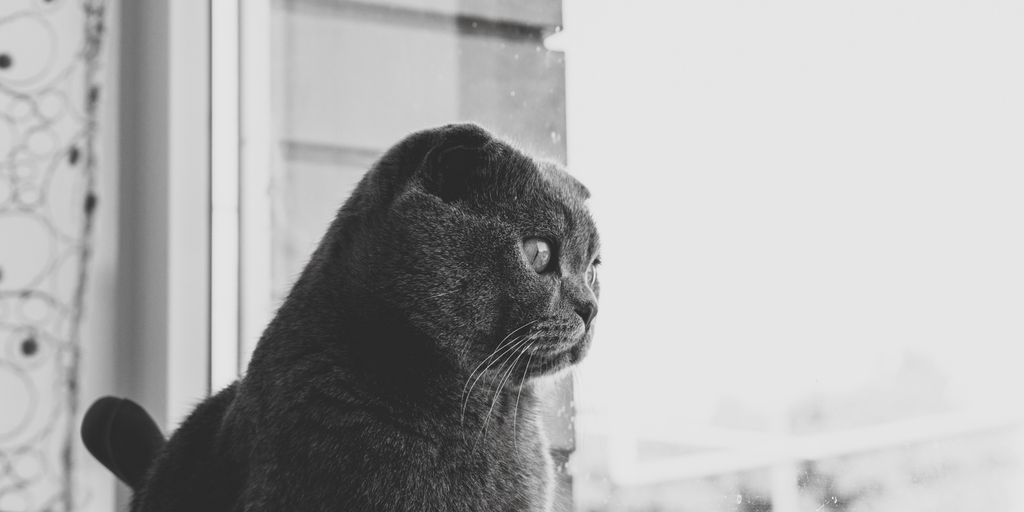 gray cat looking outside window