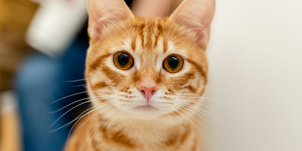 orange tabby cat in blue background