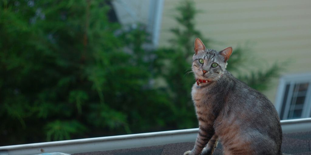 brown tabby cat on window