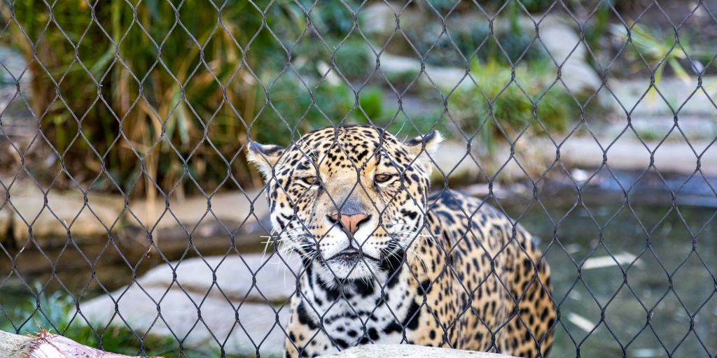 leopard lying on gray rock