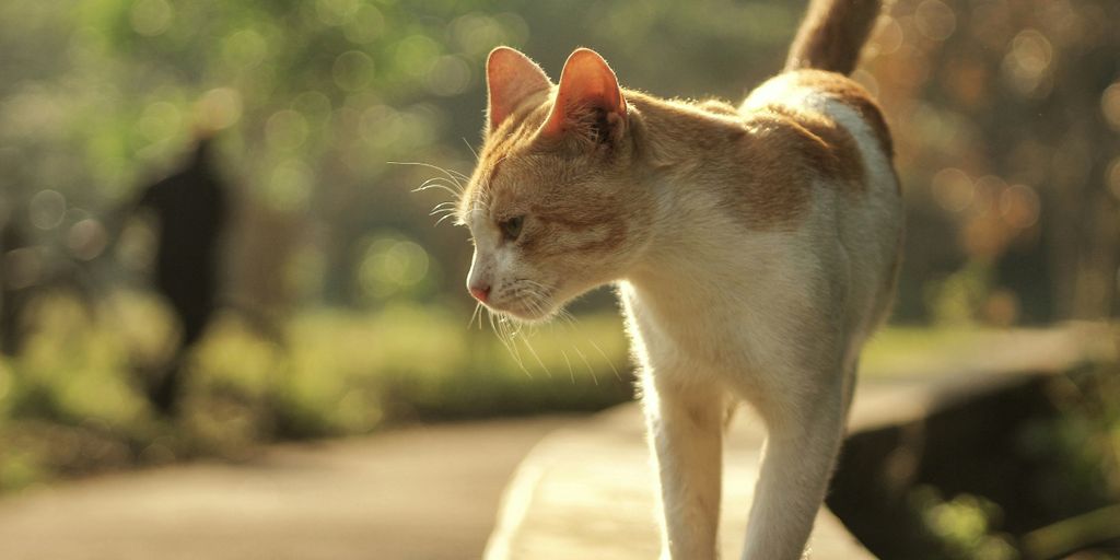 an orange and white cat standing on a ledge