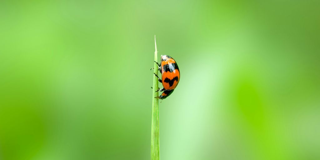 a lady bug sitting on top of a green plant