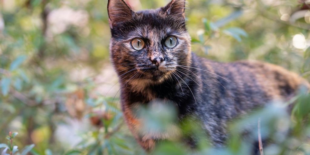 a cat in a bush