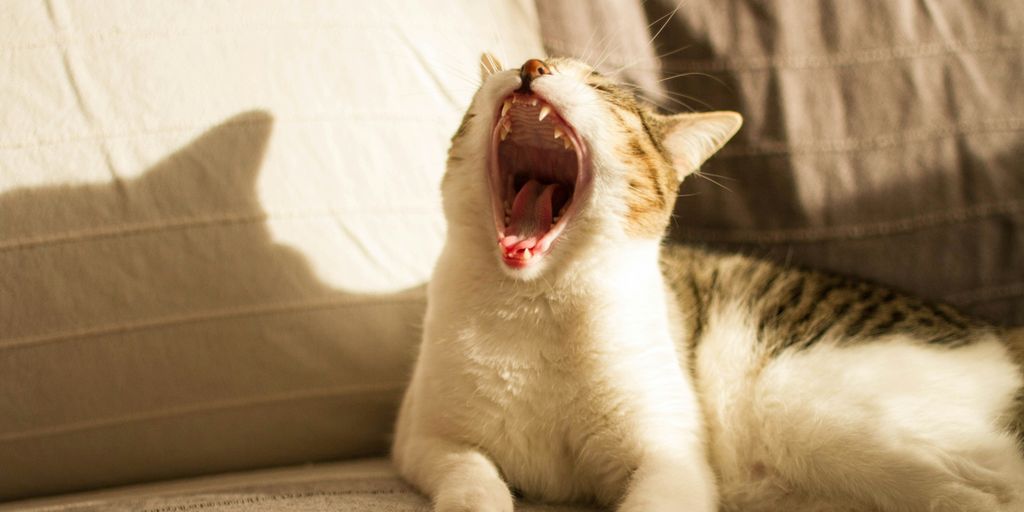 a cat yawns while sitting on a couch