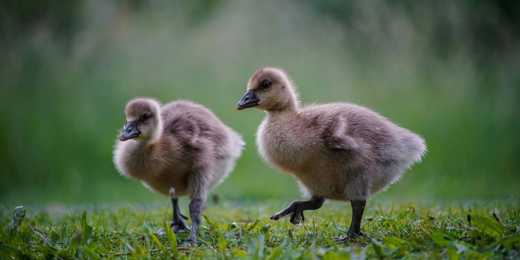 two brown ducklings on green grass during daytime