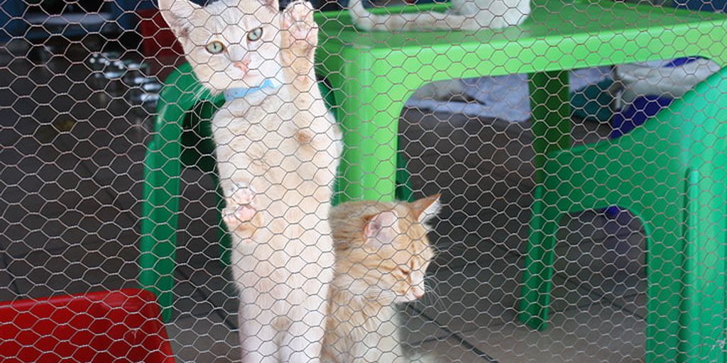 cat kennel prices comparison shopping