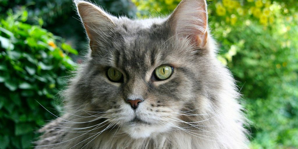 grey and white long fur cat