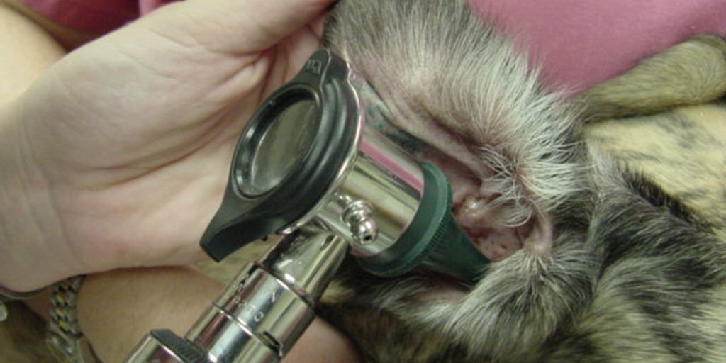 veterinarian examining a cat in a clinic