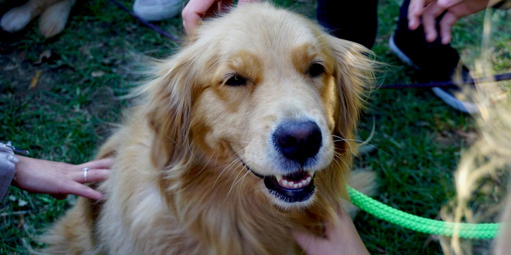 person touching long-coated brown dog