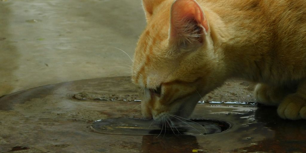 a cat looking at a fish