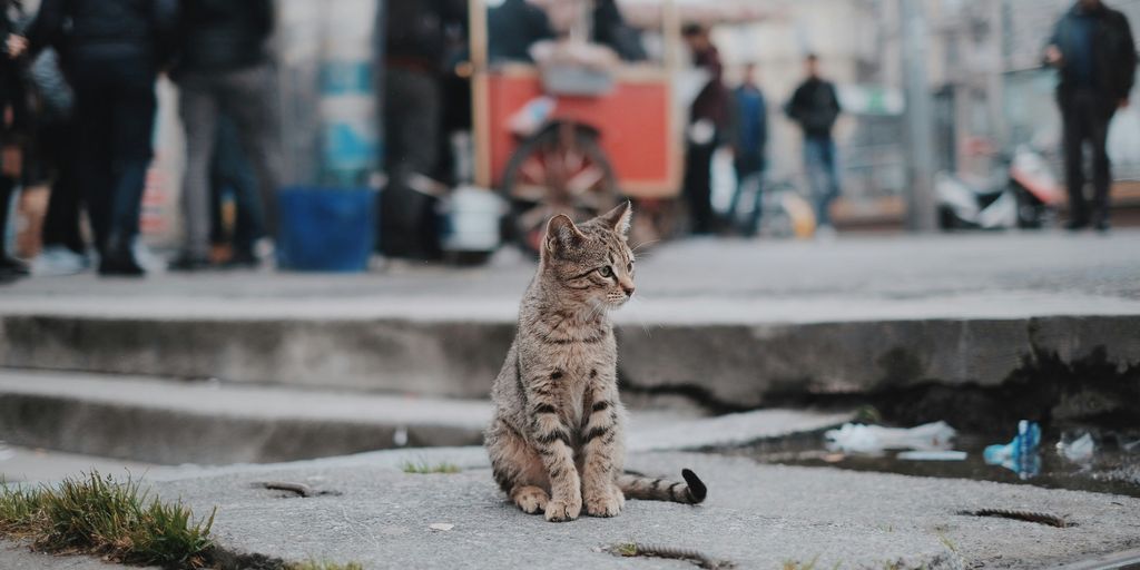 brown tabby cat sitting on concrete