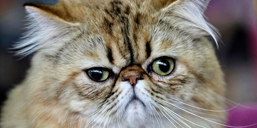 brown and white long fur cat