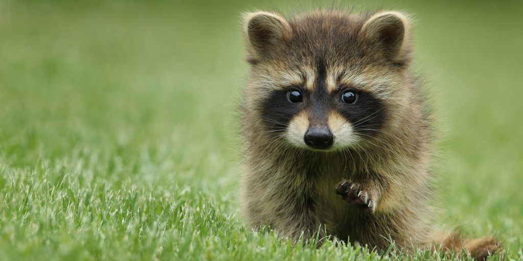 raccoon walking on lawn grass