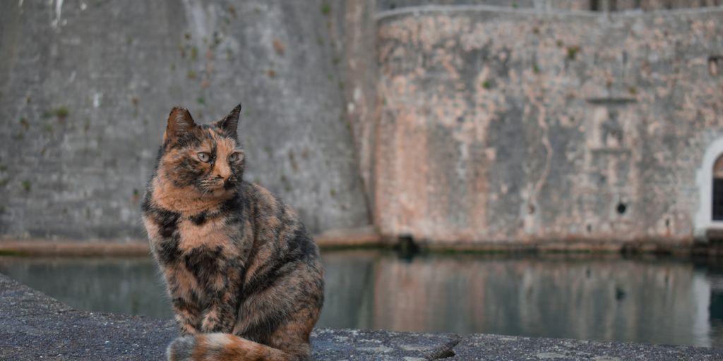 a cat is sitting on a rock near a body of water
