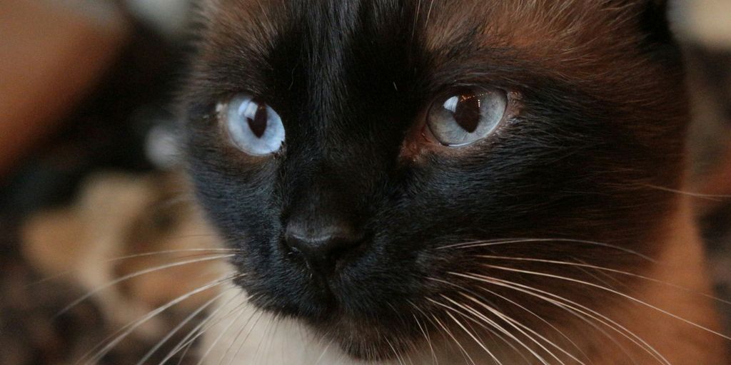 brown and black cat with blue eyes