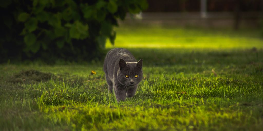gray cat walking on green grass during daytime